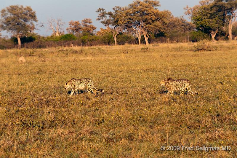 20090618_074219 D3 X1.jpg - Cheetahs at Selinda Spillway (Hunda Island) Botswana